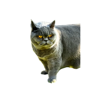 Grey British Shorthair Cat With Orange Eyes Standing On Grass With A Curious Expression. 17913 - Cat PNG image with transparent background